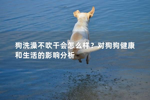 狗洗澡不吹干會怎么樣?對狗狗健康和生活的影響分析 狗洗澡不吹干會怎么樣?對狗狗健康和生活的影響分析