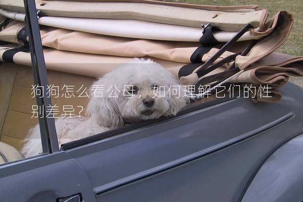 狗狗怎么看公母,如何理解它們的性別差異? 狗狗怎么看公母,如何理解它們的性別差異?