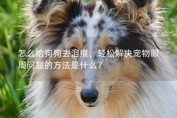 怎么給狗狗去淚痕，輕松解決寵物眼周問題的方法是什么？