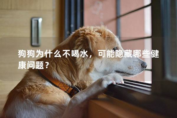 狗狗為什么不喝水，可能隱藏哪些健康問題？