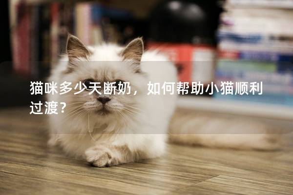 貓咪多少天斷奶，如何幫助小貓順利過渡？