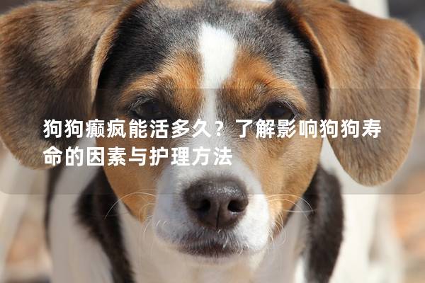 狗狗癲瘋能活多久?了解影響狗狗壽命的因素與護理方法 狗狗癲瘋能活多久?了解影響狗狗壽命的因素與護理方法