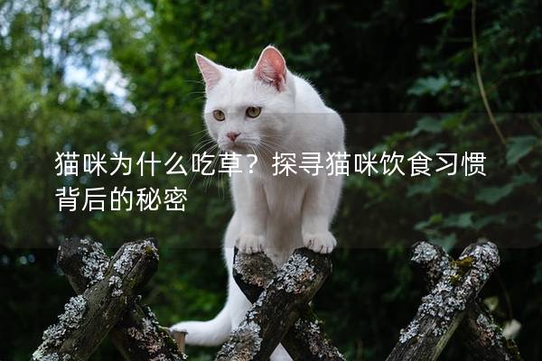 貓咪為什么吃草？探尋貓咪飲食習慣背后的秘密