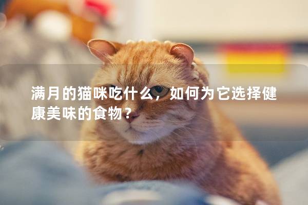 滿月的貓咪吃什么,如何為它選擇健康美味的食物?