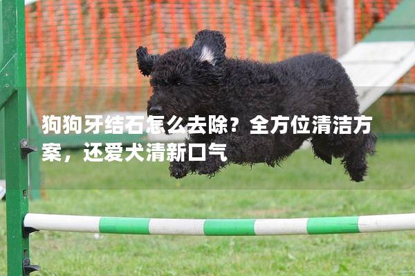 狗狗牙結石怎么去除？全方位清潔方案，還愛犬清新口氣