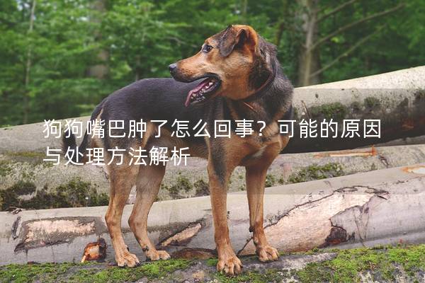 狗狗嘴巴腫了怎么回事?可能的原因與處理方法解析 狗狗嘴巴腫了怎么回事?可能的原因與處理方法解析