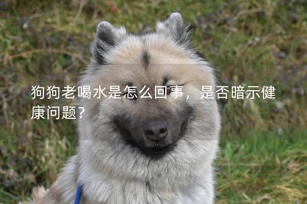 狗狗老喝水是怎么回事，是否暗示健康問題？