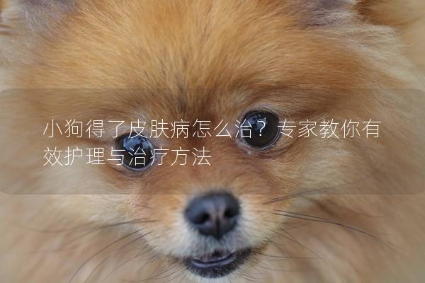 小狗得了皮膚病怎么治？專家教你有效護(hù)理與治療方法