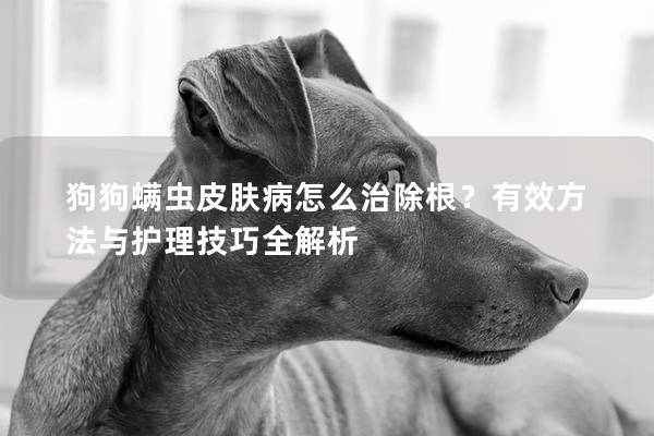 狗狗螨蟲皮膚病怎么治除根？有效方法與護理技巧全解析