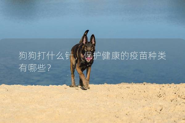 狗狗打什么針,保護(hù)健康的疫苗種類有哪些? 狗狗打什么針,保護(hù)健康的疫苗種類有哪些?