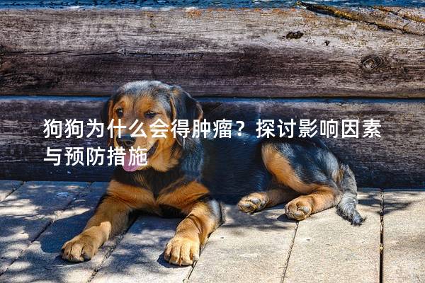 狗狗為什么會得腫瘤？探討影響因素與預(yù)防措施