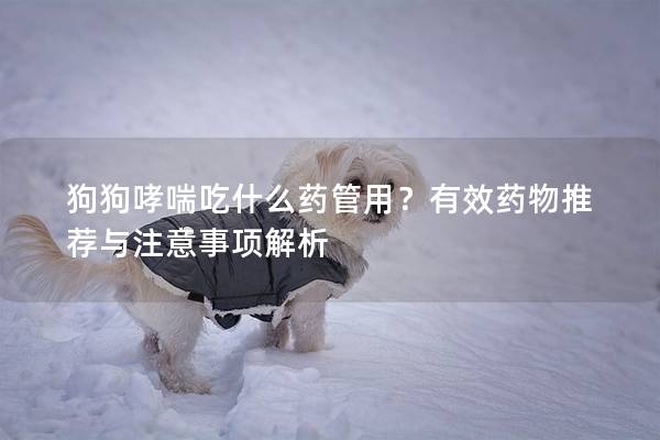 狗狗哮喘吃什么藥管用？有效藥物推薦與注意事項解析