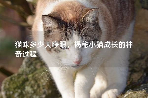 貓咪多少天睜眼，揭秘小貓成長的神奇過程