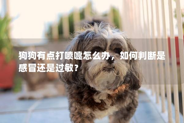 狗狗有點打噴嚏怎么辦，如何判斷是感冒還是過敏？