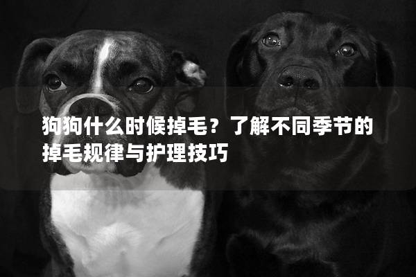 狗狗什么時候掉毛？了解不同季節的掉毛規律與護理技巧