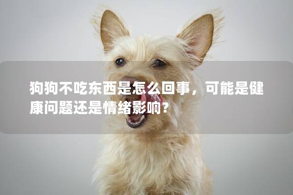 狗狗不吃東西是怎么回事，可能是健康問題還是情緒影響？