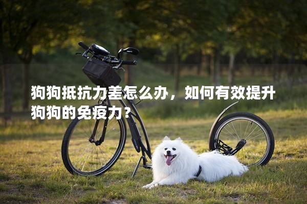 狗狗抵抗力差怎么辦，如何有效提升狗狗的免疫力？