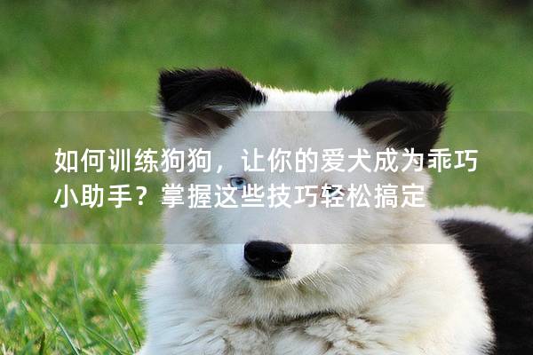 如何訓練狗狗，讓你的愛犬成為乖巧小助手？掌握這些技巧輕松搞定