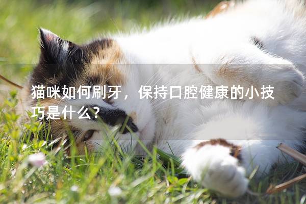貓咪如何刷牙,保持口腔健康的小技巧是什么? 貓咪如何刷牙,保持口腔健康的小技巧是什么?