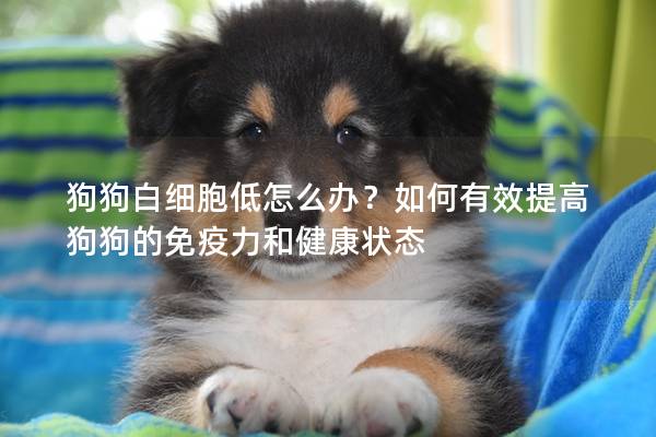 狗狗白細胞低怎么辦？如何有效提高狗狗的免疫力和健康狀態