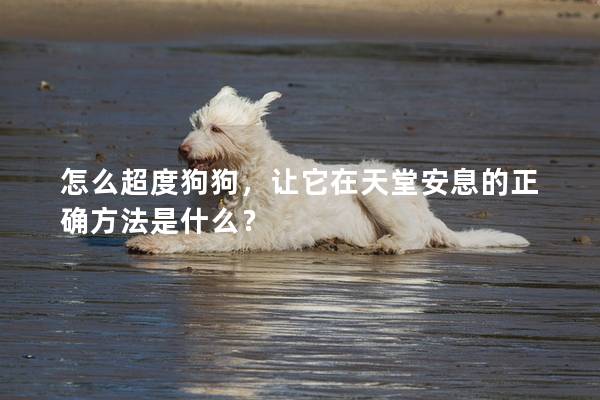 怎么超度狗狗，讓它在天堂安息的正確方法是什么？