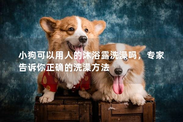 小狗可以用人的沐浴露洗澡嗎,專家告訴你正確的洗澡方法 小狗可以用人的沐浴露洗澡嗎,專家告訴你正確的洗澡方法