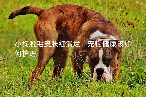 小狗脫毛皮膚紅潰爛，寵物健康該如何護理