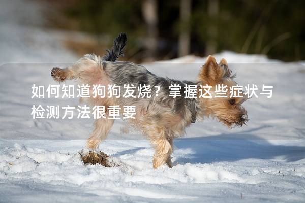 如何知道狗狗發燒？掌握這些癥狀與檢測方法很重要