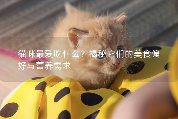 貓咪最愛吃什么？揭秘它們的美食偏好與營養(yǎng)需求