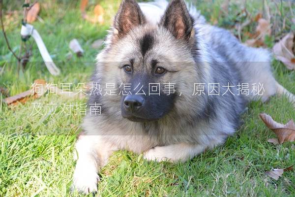 狗狗耳朵熱是怎么回事，原因大揭秘及應(yīng)對指南
