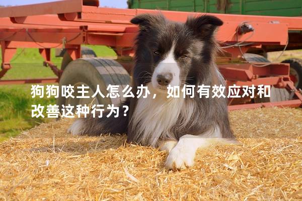 狗狗咬主人怎么辦，如何有效應對和改善這種行為？