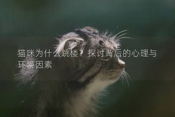 貓咪為什么跳樓？探討背后的心理與環(huán)境因素
