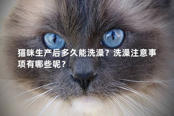 貓咪生產(chǎn)后多久能洗澡？洗澡注意事項(xiàng)有哪些呢？