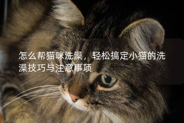 怎么幫貓咪洗澡，輕松搞定小貓的洗澡技巧與注意事項
