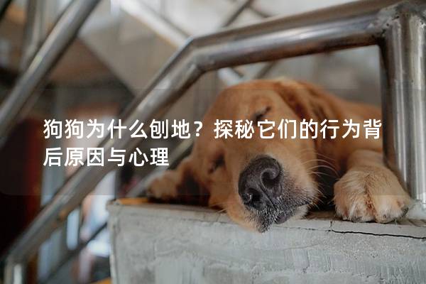 狗狗為什么刨地？探秘它們的行為背后原因與心理