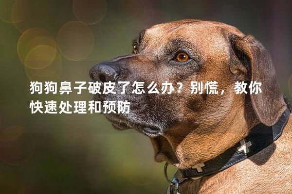 狗狗鼻子破皮了怎么辦？別慌，教你快速處理和預防