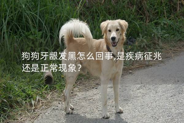 狗狗牙齦發(fā)黑怎么回事,是疾病征兆還是正常現(xiàn)象？
