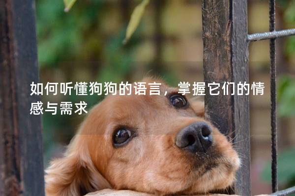 如何聽懂狗狗的語(yǔ)言，掌握它們的情感與需求