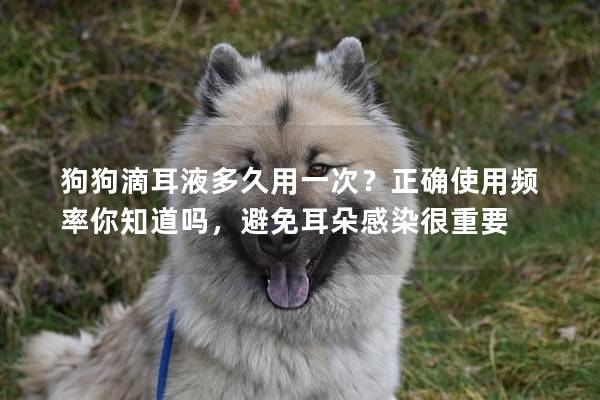 狗狗滴耳液多久用一次？正確使用頻率你知道嗎，避免耳朵感染很重要