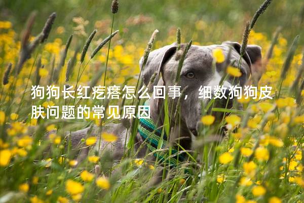 狗狗長(zhǎng)紅疙瘩怎么回事,細(xì)數(shù)狗狗皮膚問題的常見原因