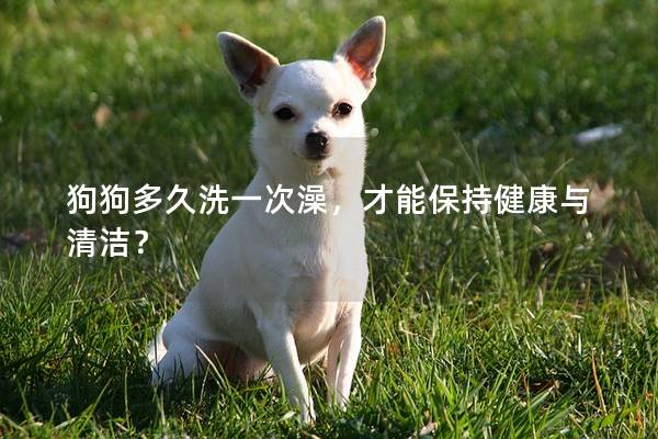 狗狗多久洗一次澡，才能保持健康與清潔？