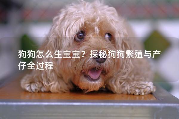 狗狗怎么生寶寶？探秘狗狗繁殖與產(chǎn)仔全過程