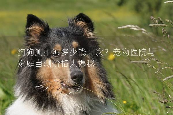 狗狗測排卵多少錢一次？寵物醫院與家庭自測價格大揭秘