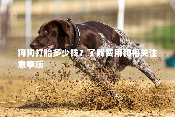 狗狗打胎多少錢？了解費用和相關注意事項