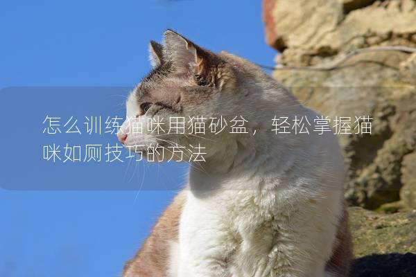 怎么訓(xùn)練貓咪用貓砂盆，輕松掌握貓咪如廁技巧的方法