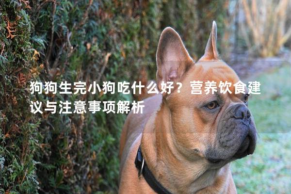 狗狗生完小狗吃什么好？營養飲食建議與注意事項解析