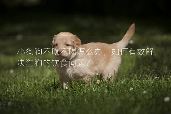 小狗狗不吃不喝怎么辦，如何有效解決狗狗的飲食問(wèn)題？