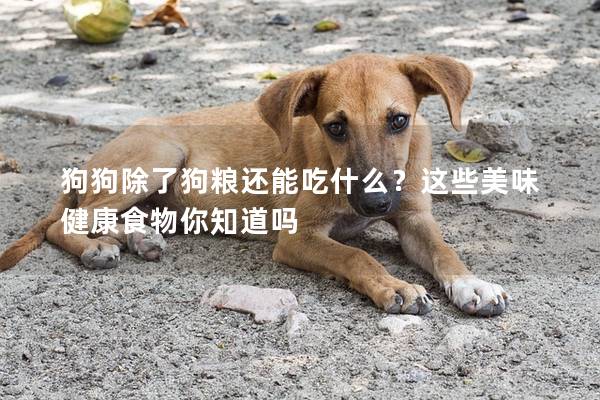 狗狗除了狗糧還能吃什么？這些美味健康食物你知道嗎