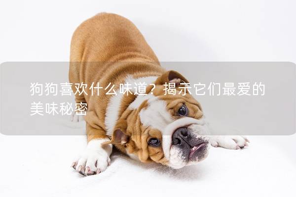 狗狗喜歡什么味道？揭示它們最愛的美味秘密