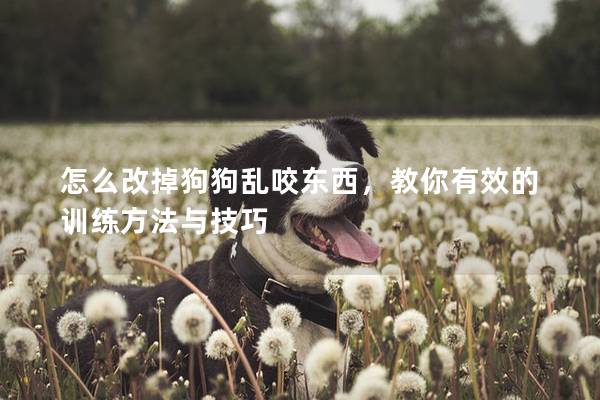 怎么改掉狗狗亂咬東西,教你有效的訓練方法與技巧 怎么改掉狗狗亂咬東西,教你有效的訓練方法與技巧